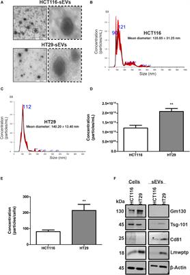 Colorectal Cancer Cell-Derived Small Extracellular Vesicles Educate Human Fibroblasts to Stimulate Migratory Capacity